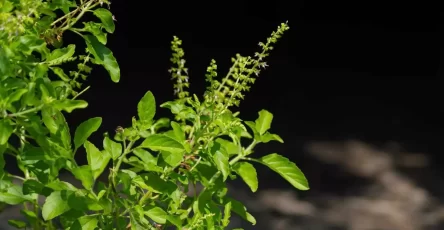 Tulsi Ulcer Remedy