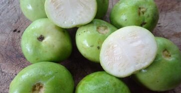 Indian round Gourd